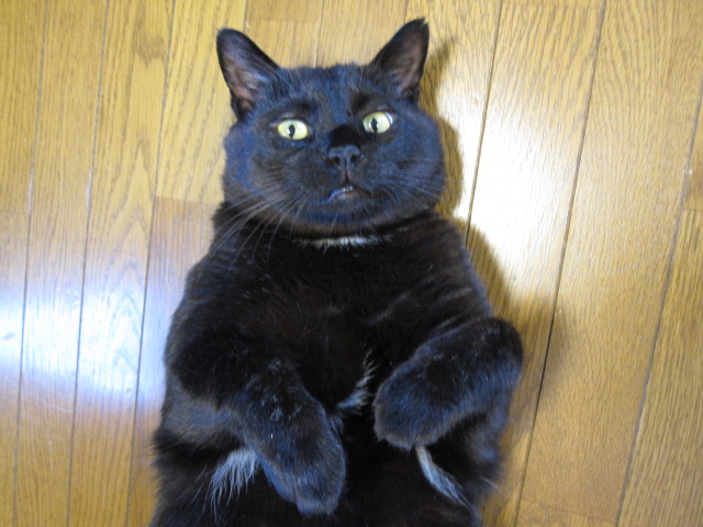 くろ太（くろた）